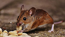 24 Hour & Emergency Exterminators in Maple River, IA